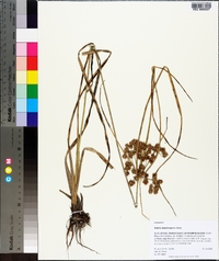Cyperus pseudovegetus image