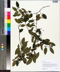 Berchemia scandens image