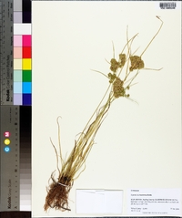 Cyperus surinamensis image
