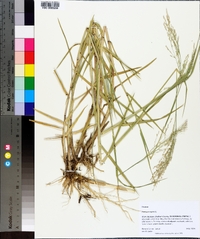 Panicum repens image