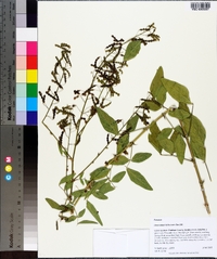 Desmodium tortuosum image