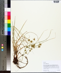 Cyperus croceus image