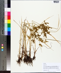 Cyperus iria image