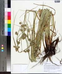 Cyperus entrerianus image