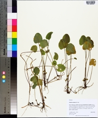 Centella asiatica image