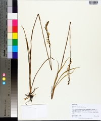 Spiranthes laciniata image