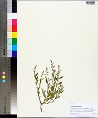Asemeia grandiflora image