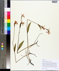 Pogonia ophioglossoides image