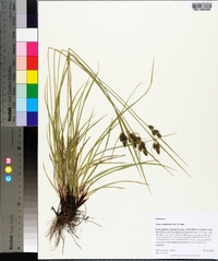 Carex complanata image