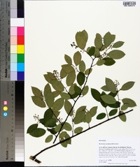 Berchemia scandens image