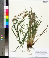 Scirpus lineatus image