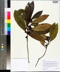 Osmanthus americanus image