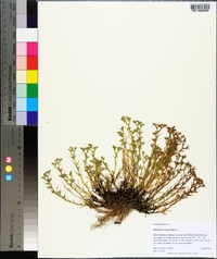 Polypremum procumbens image