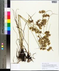 Cyperus surinamensis image