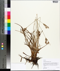 Fimbristylis dichotoma image