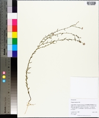 Polygala mariana image