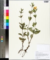 Ruellia caroliniensis image