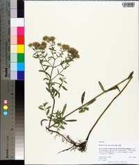 Pycnanthemum flexuosum image