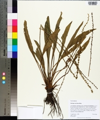 Plantago sparsiflora image