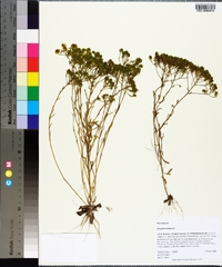 Polygala ramosa image