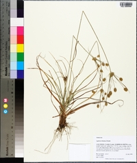 Cyperus retrorsus image