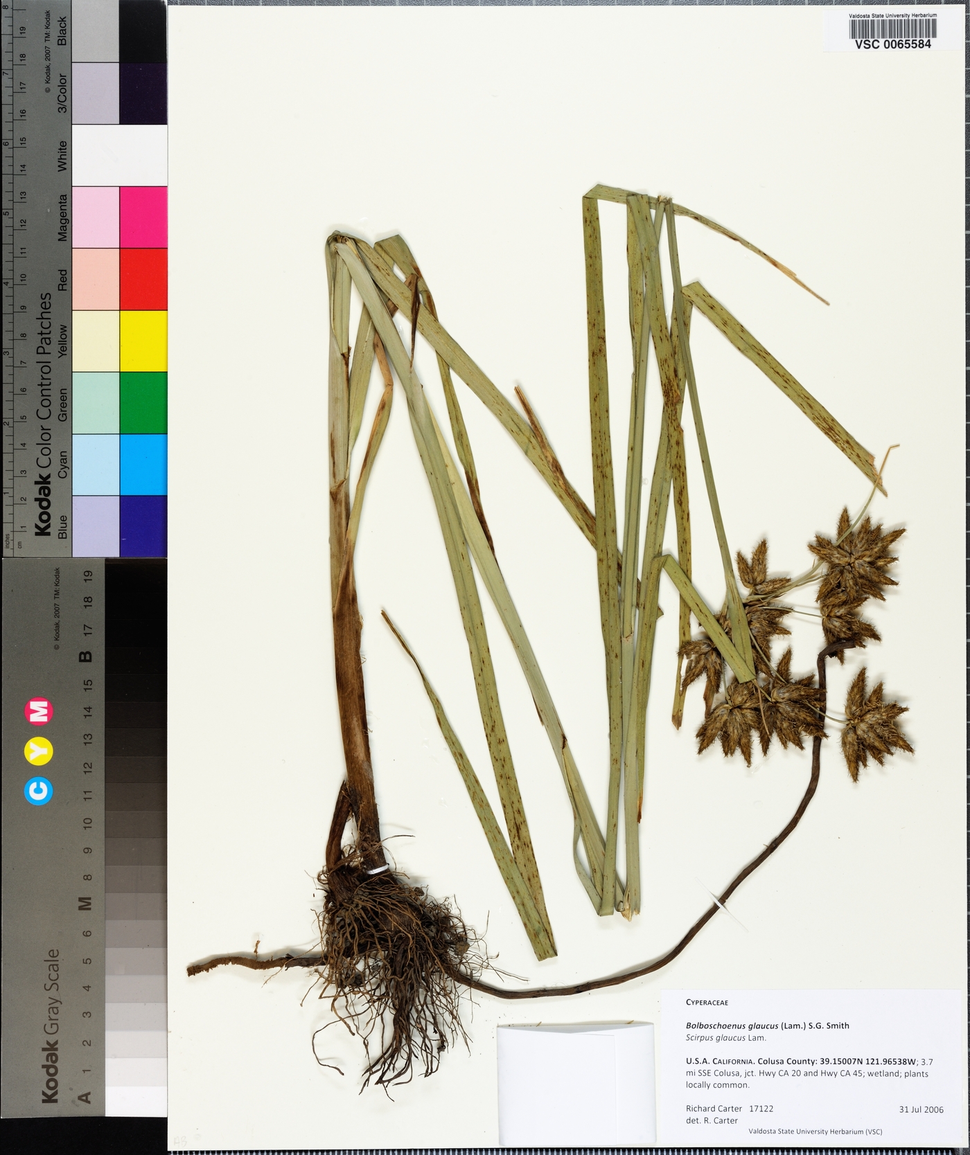 Bolboschoenus glaucus image