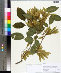 Fraxinus caroliniana image