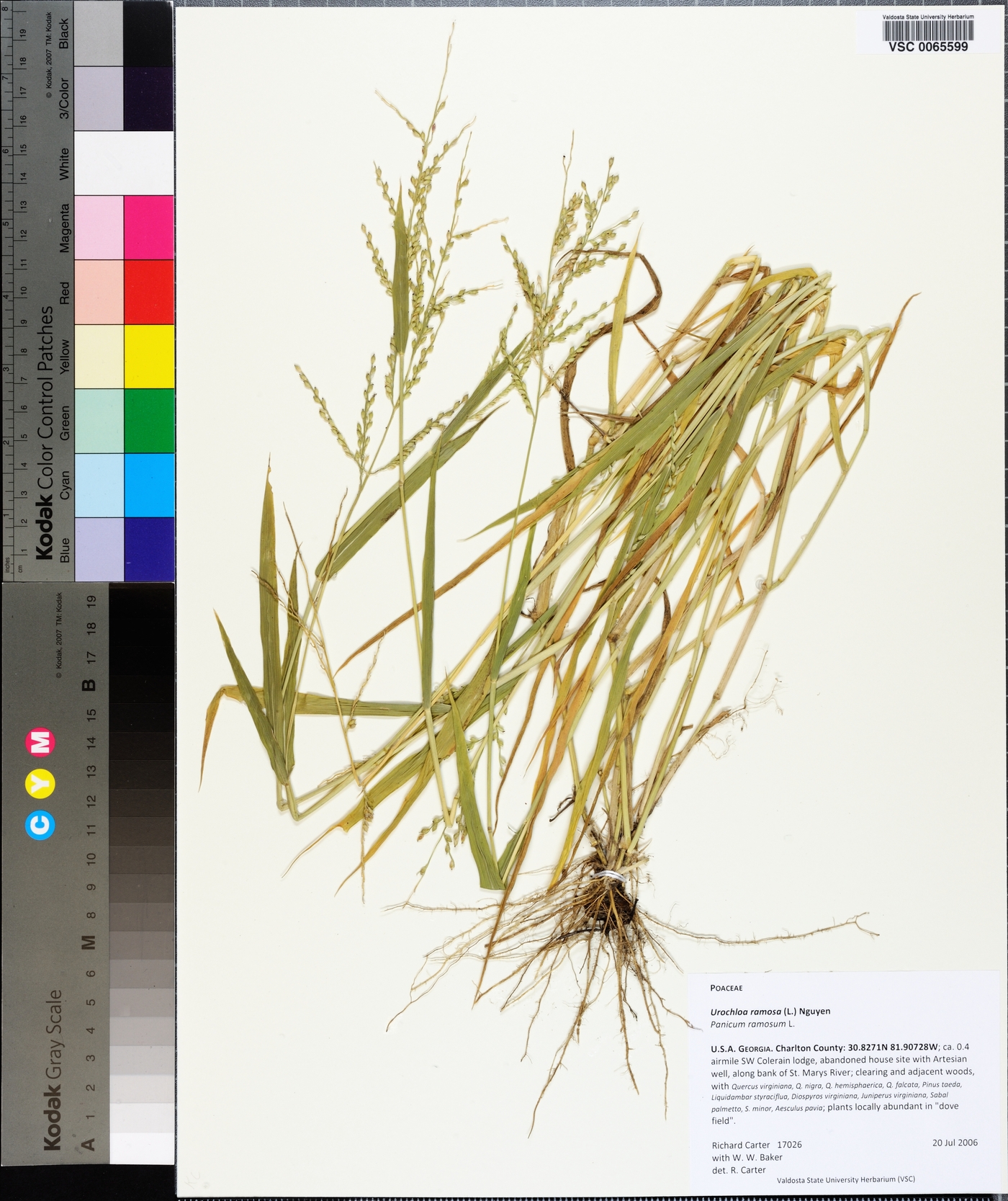 Urochloa ramosa image