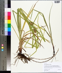 Carex louisianica image