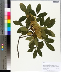 Fraxinus caroliniana image