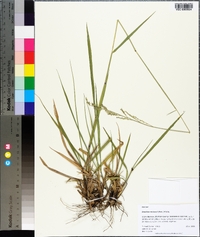 Eriochloa michauxii image