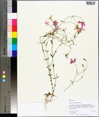 Sabatia campanulata image