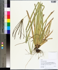 Eustachys glauca image