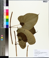 Dioscorea sansibarensis image