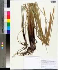 Eleocharis quadrangulata image