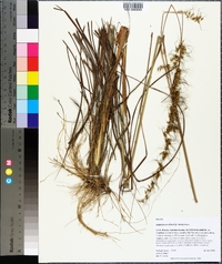 Sorghastrum elliottii image