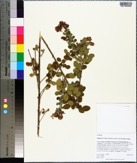 Lespedeza hirta image