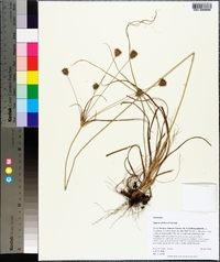 Cyperus plukenetii image