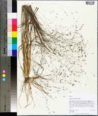 Eragrostis elliottii image