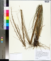 Aristida palustris image