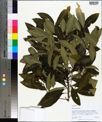 Ardisia crenata image