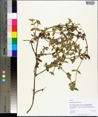 Richardia brasiliensis image