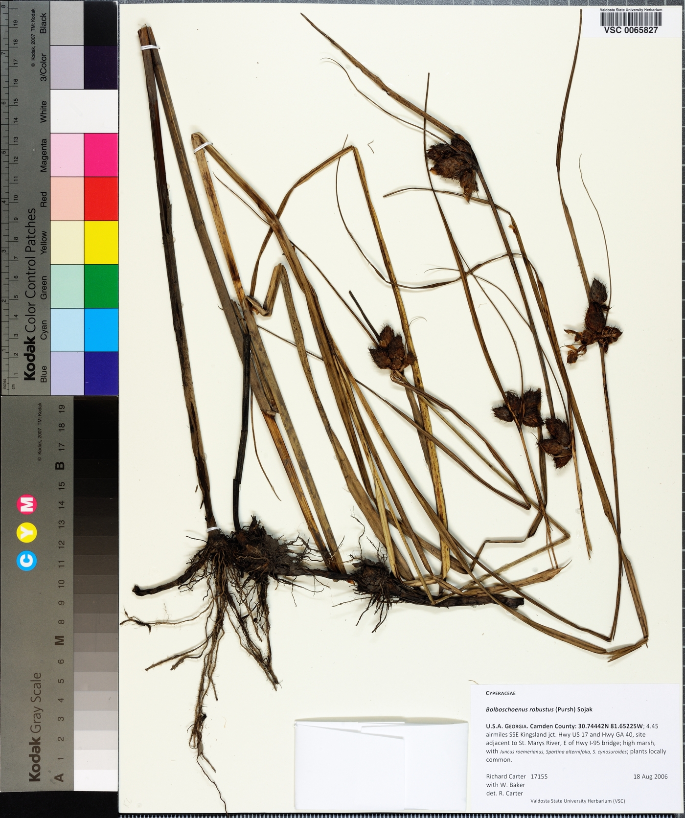 Bolboschoenus robustus image