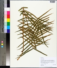 Pteris vittata image