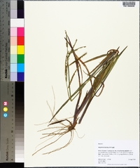 Paspalum boscianum image