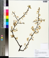 Prunus umbellata image