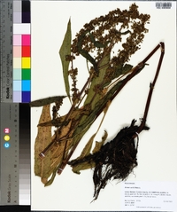 Rumex verticillatus image