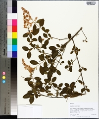 Ligustrum sinense image