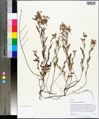 Helianthemum corymbosum image