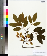 Fraxinus caroliniana image